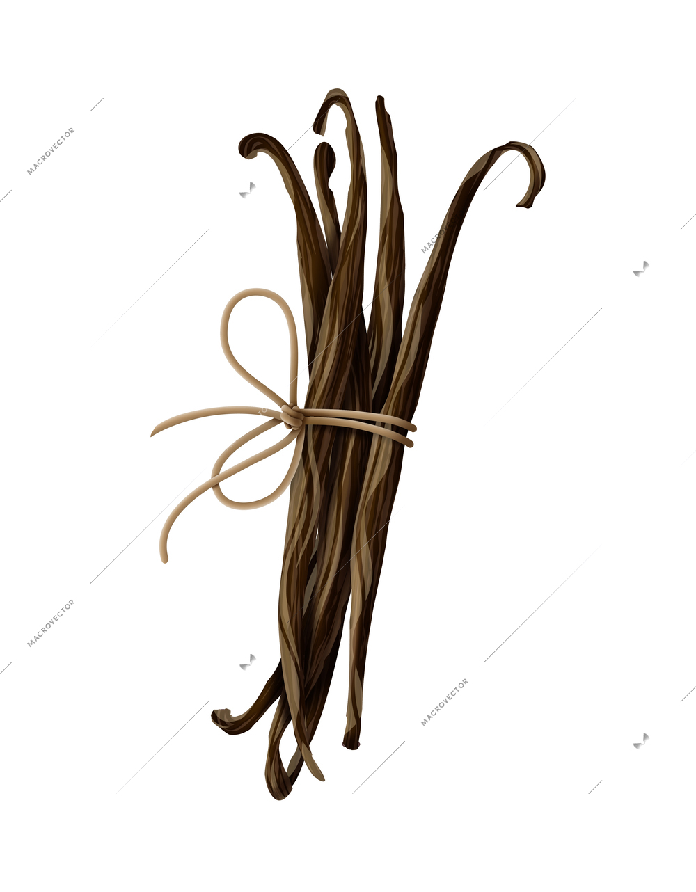 Realistic bundle of dried vanilla beans tied with rope vector illustration