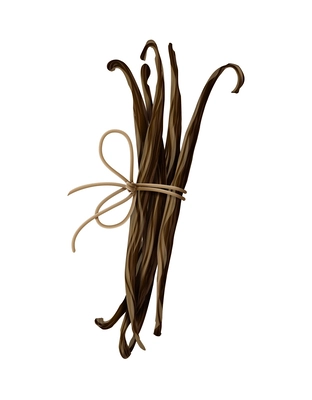 Realistic bundle of dried vanilla beans tied with rope vector illustration