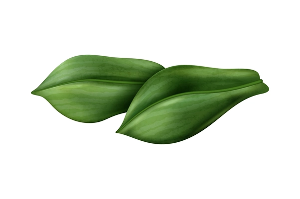 Two realistic green vanilla leaves on white background vector illustration