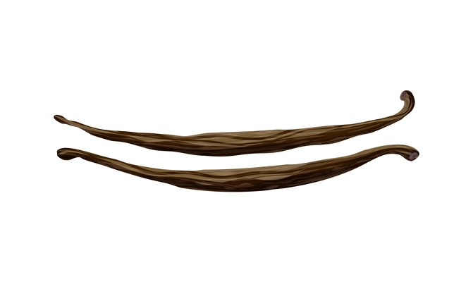 Two dried vanilla beans on white background realistic vector illustration