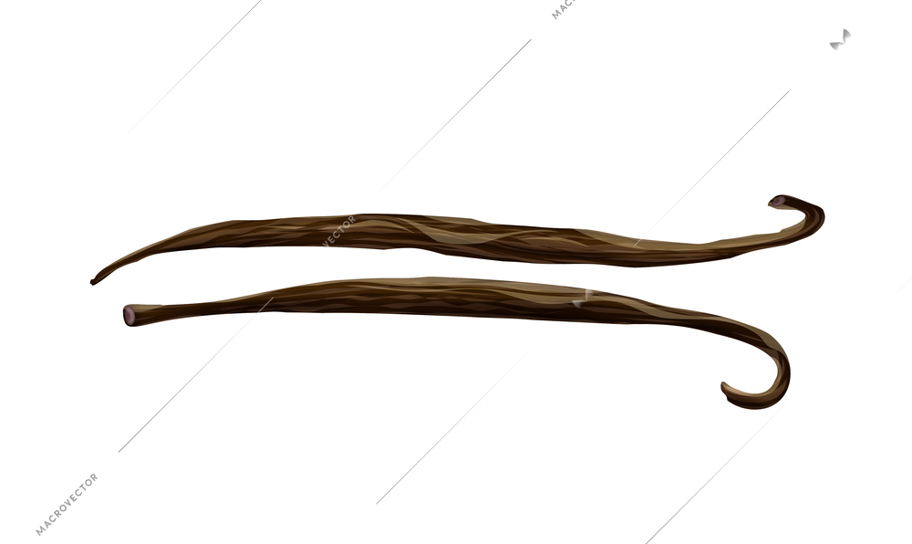 Realistic dried brown vanilla beans vector illustration