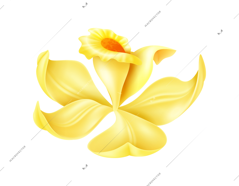 Beautiful realistic yellow vanilla flower vector illustration