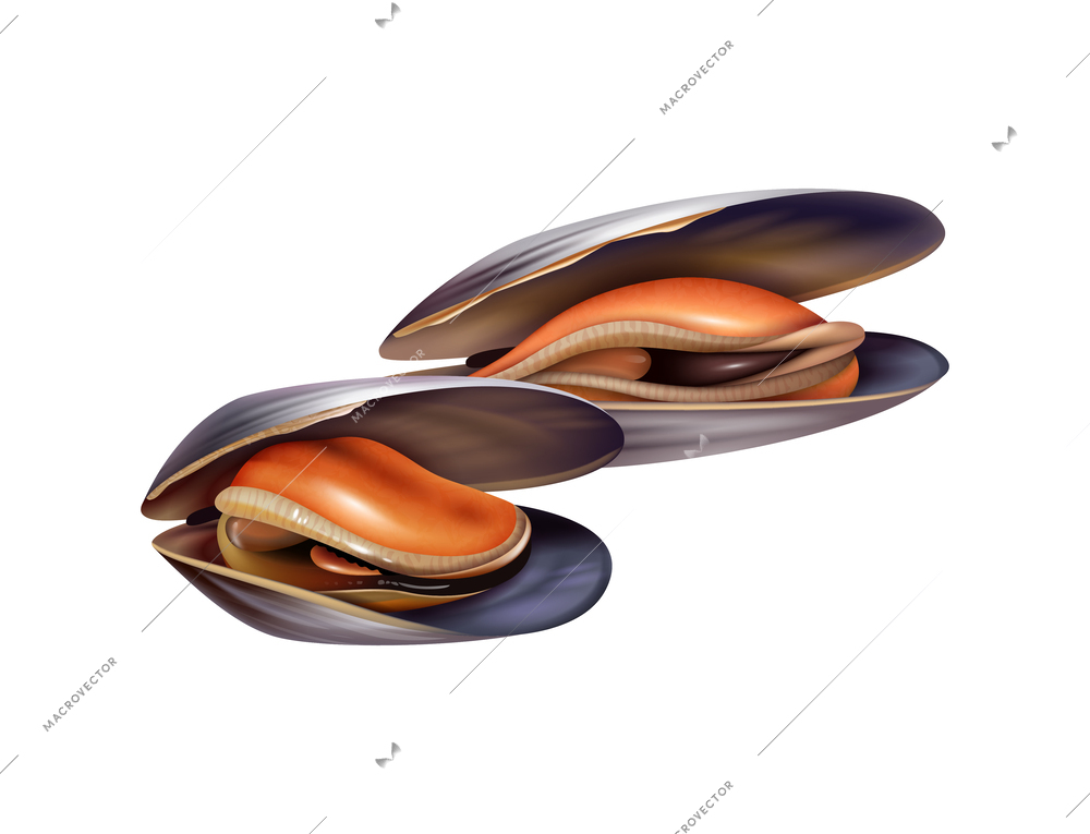 Realistic mussels with shells on white background vector illustration