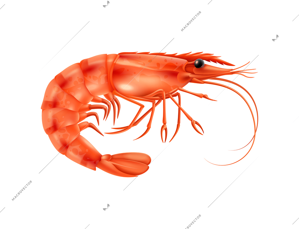 Realistic prawn on white background vector illustration