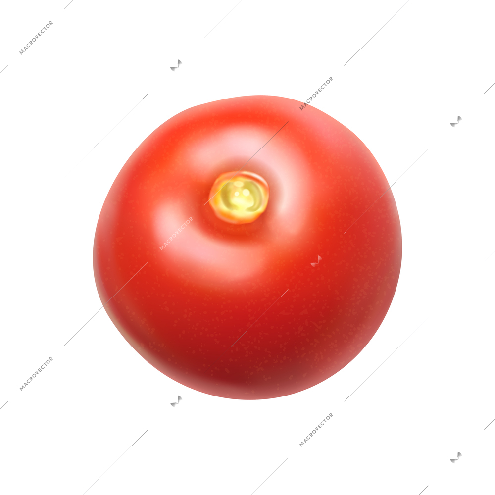 Fresh red tomato on white background realistic vector illustration