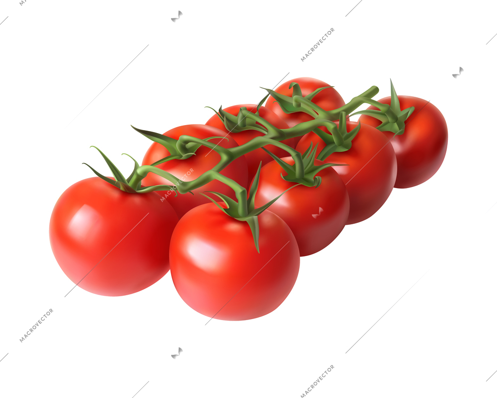 Realistic branch of red cherry tomatoes with green leaves vector illustration