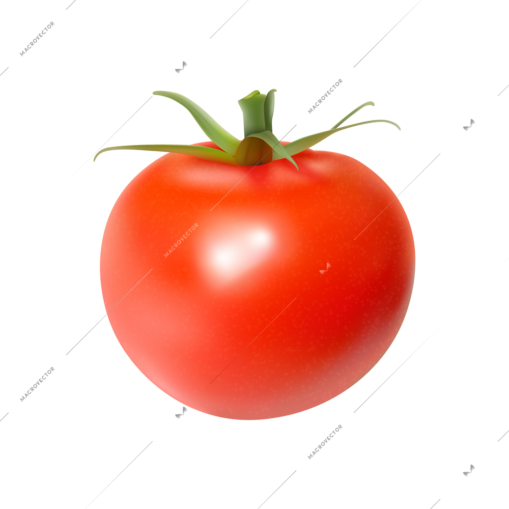 Realistic fresh tomato against white background vector illustration