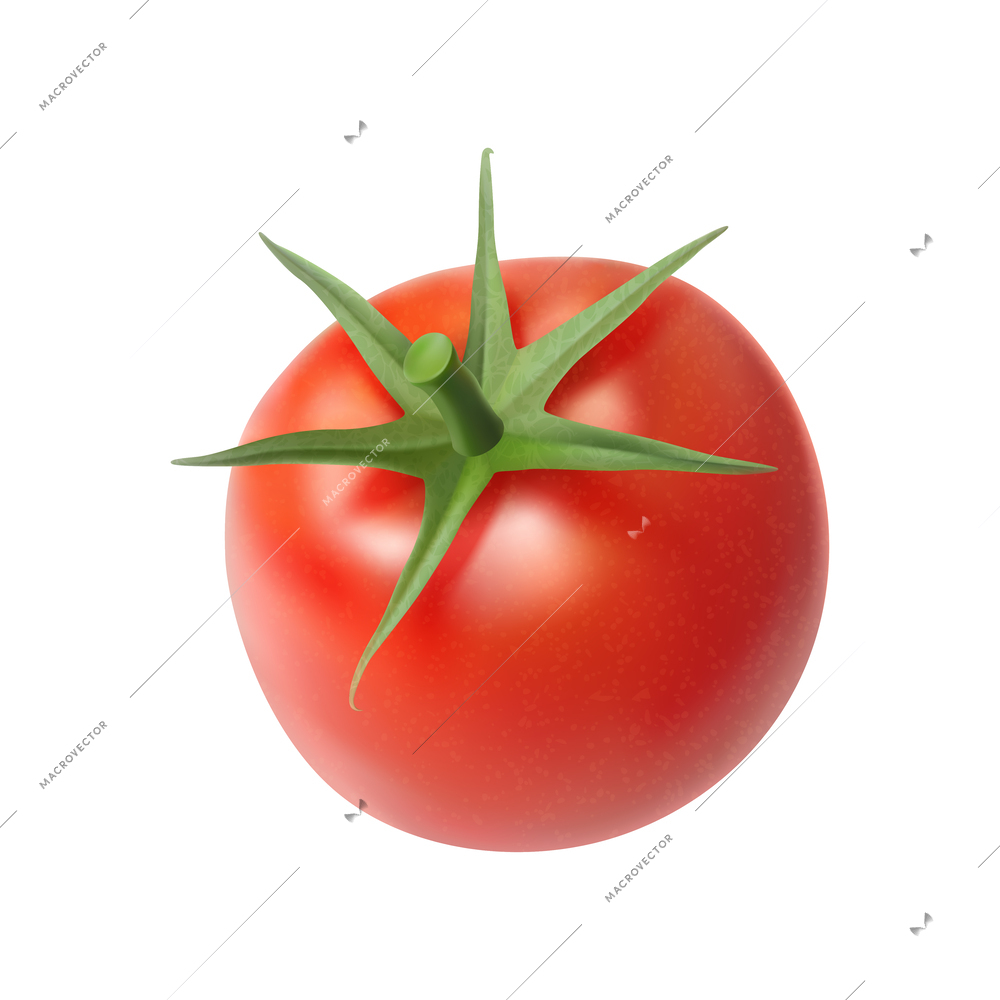 Fresh whole tomato against white background realistic vector illustration