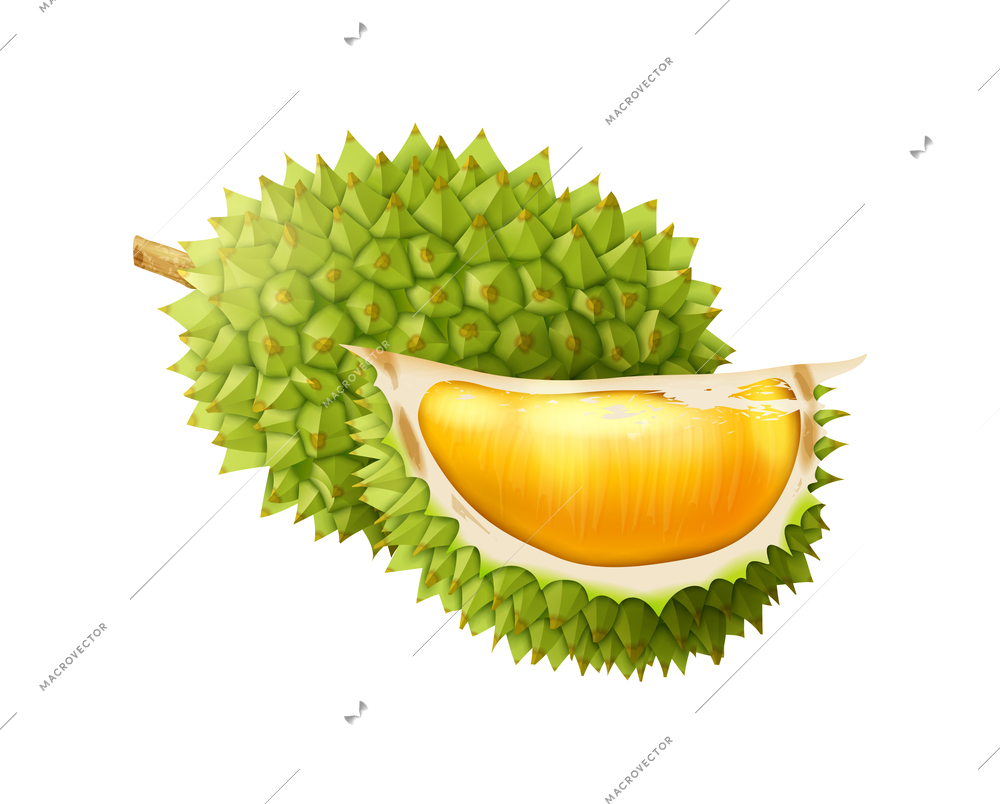 Realistic whole and cut durian on white background vector illustration
