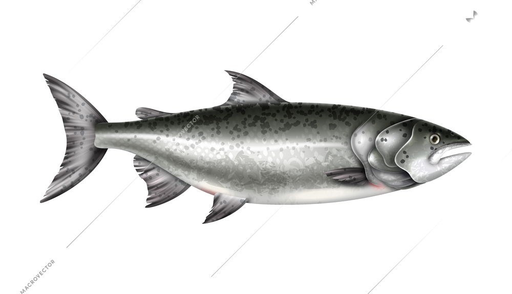 Realistic salmon fish on white background vector illustration