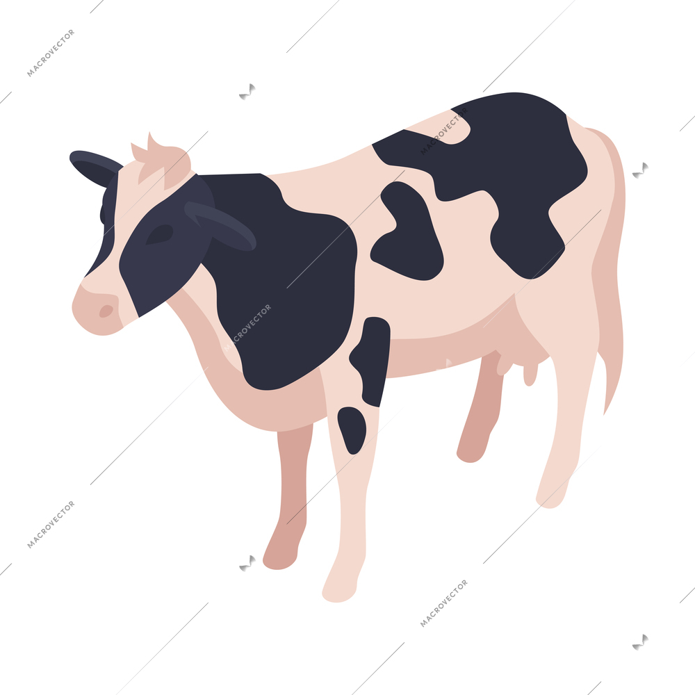 Isometric black and white farm cow vector illustration