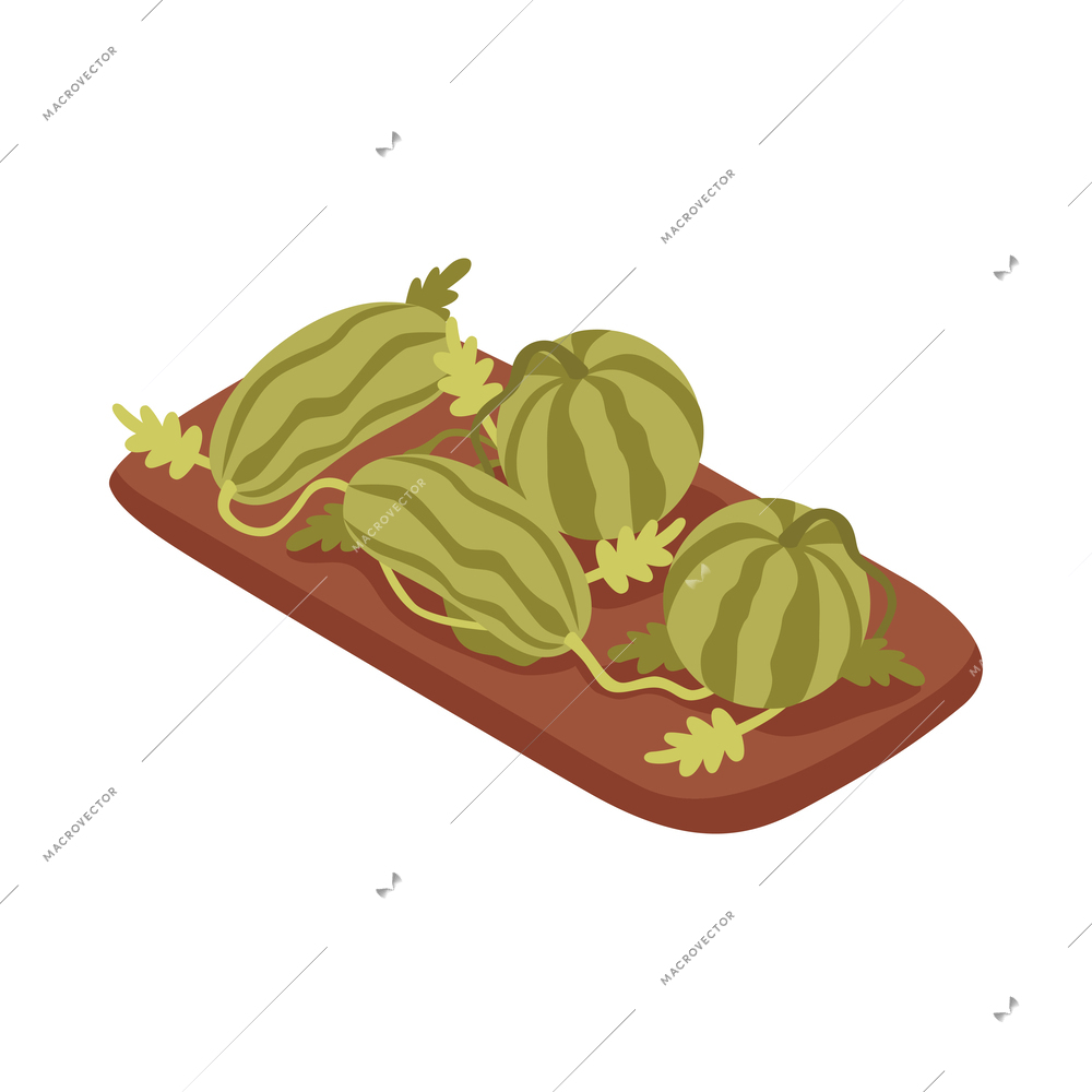Watermelons growing in garden bed isometric icon vector illustration