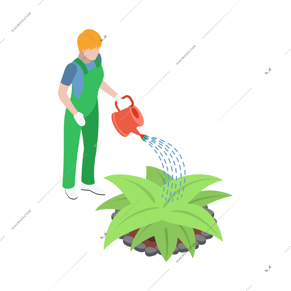 Isometric gardener in uniform watering plant 3d vector illustration