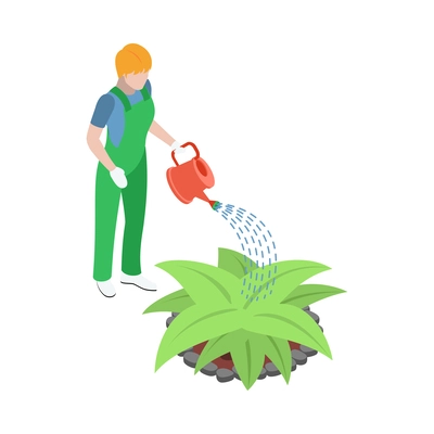 Isometric gardener in uniform watering plant 3d vector illustration