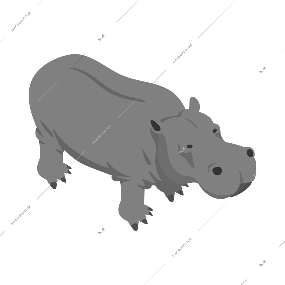 Isometric grey hippo on white background 3d vector illustration