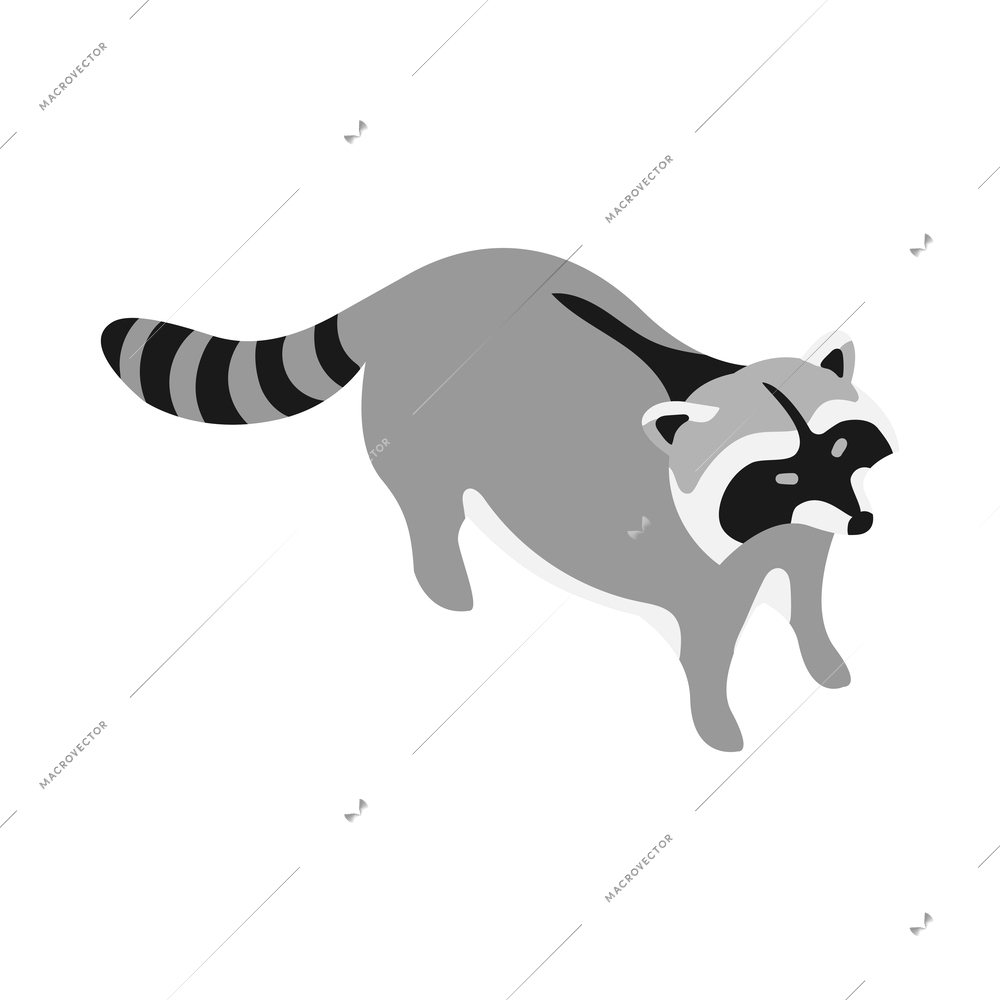 Isometric raccoon on white background 3d vector illustration