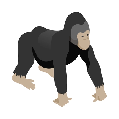 Isometric gorilla on white background 3d vector illustration