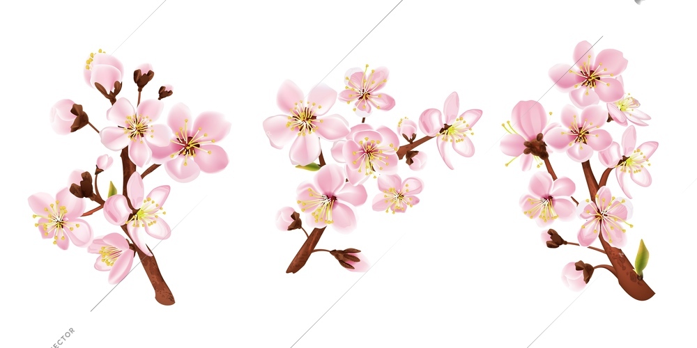 Fruit tree branch set with flowers realistic isolated vector illustration