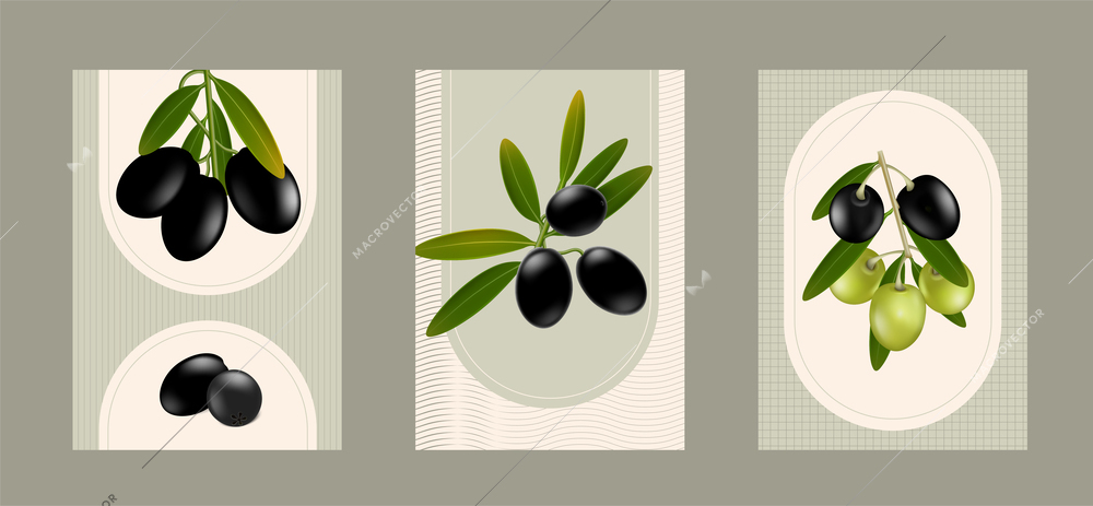 Set of realistic compositions with fresh black and green olives with leaves isolated on color background vector illustration