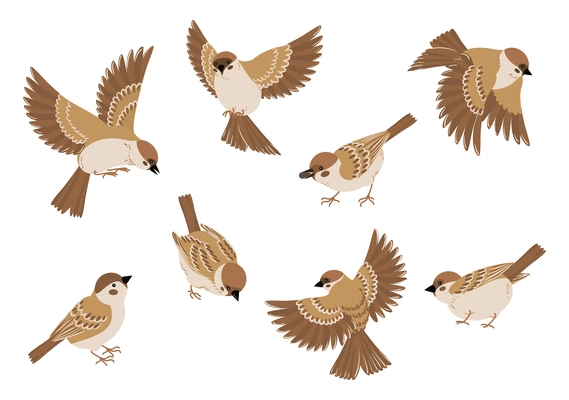 Birds cartoon set with isolated images of sitting flying sparrows in different poses on blank background vector illustration