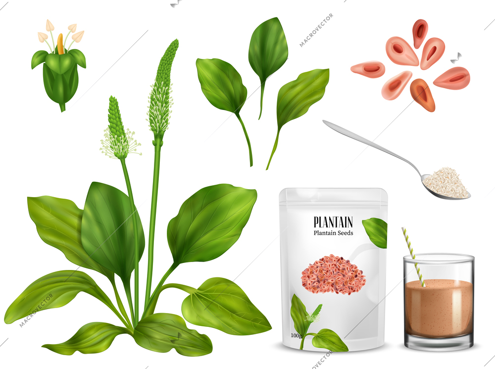 Realistic psyllium plant set of isolated images with sprouts flowers blossom and paper package with spoon vector illustration