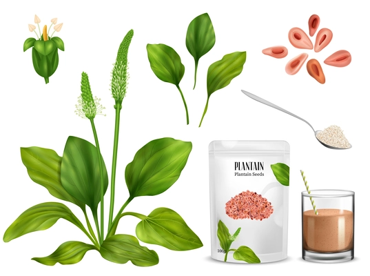 Realistic psyllium plant set of isolated images with sprouts flowers blossom and paper package with spoon vector illustration