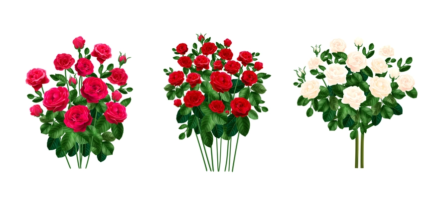 Set with three isolated realistic rose bushes with pink red and white flowers on blank background vector illustration