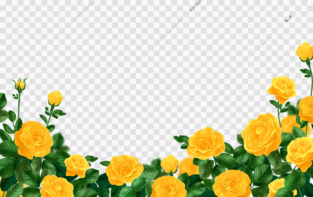 Realistic yellow rose bush composition with transparent background surrounded by yellow rose flowers with green leaves vector illustration