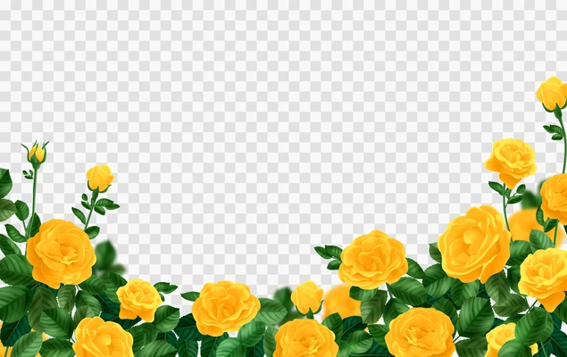 Realistic yellow rose bush composition with transparent background surrounded by yellow rose flowers with green leaves vector illustration