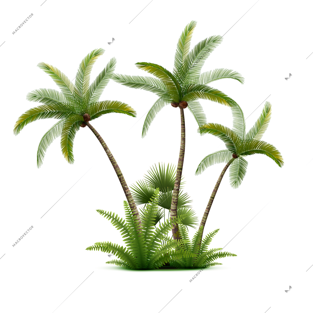 Coconut palm trees forest realistic composition with isolated image of three exotic palm trees with bushes vector illustration