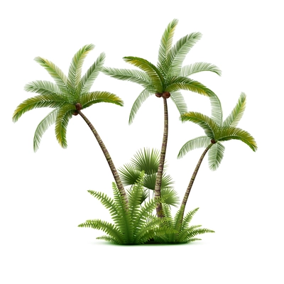 Coconut palm trees forest realistic composition with isolated image of three exotic palm trees with bushes vector illustration