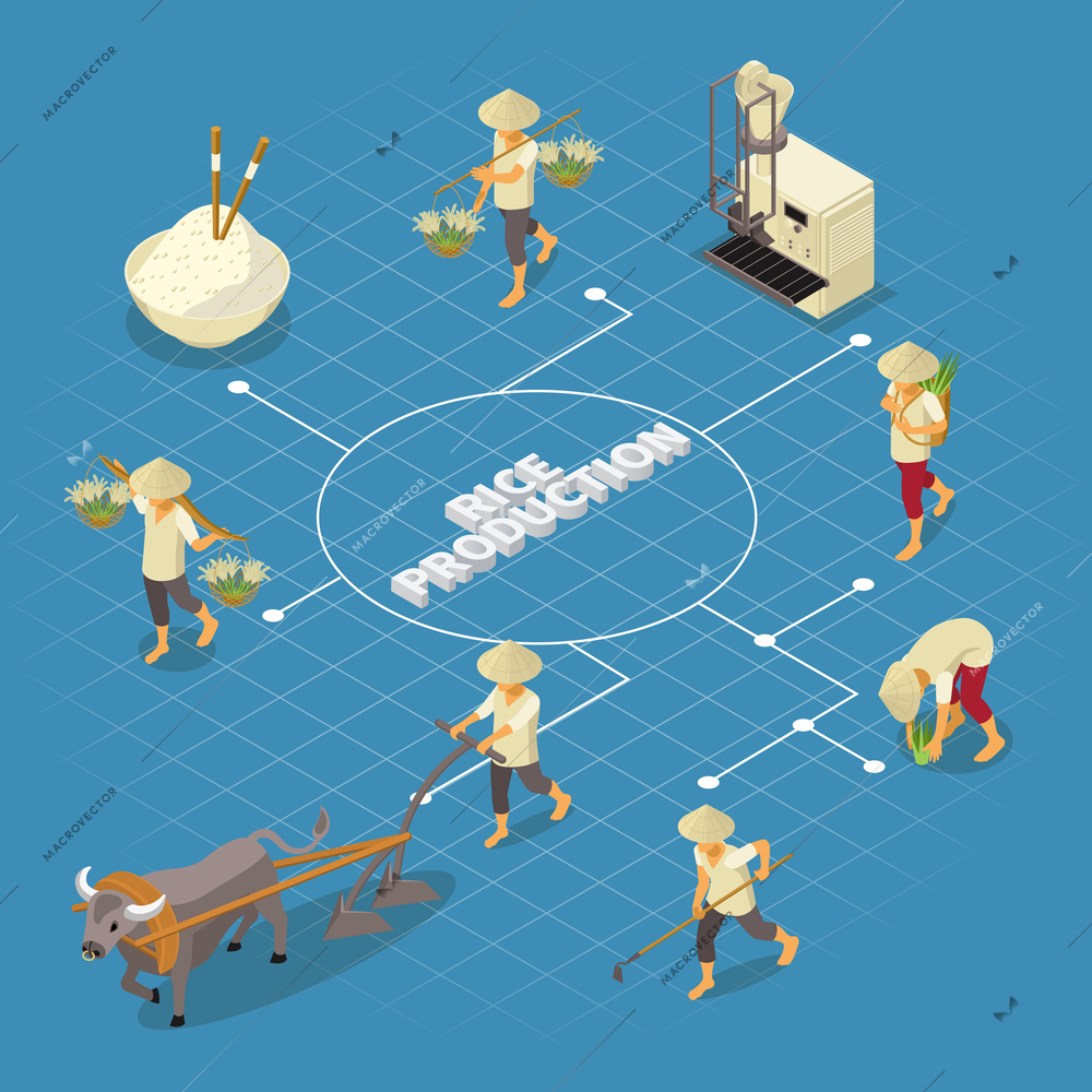 Rice production isometric flowchart composition with set of isolated human characters with tools and bull plow vector illustration