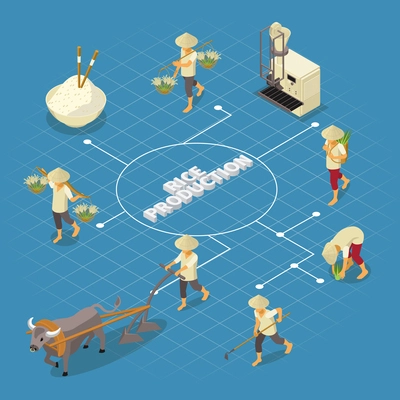 Rice production isometric flowchart composition with set of isolated human characters with tools and bull plow vector illustration