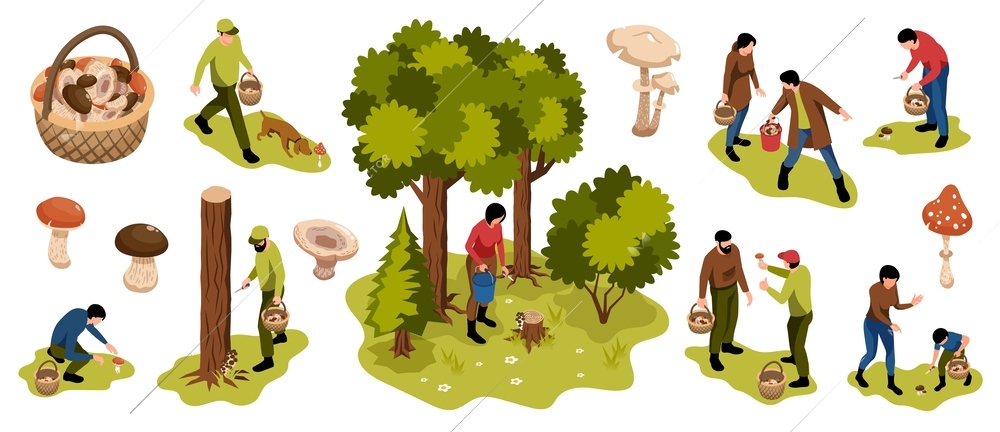 Isometric mushroom pickers forest set of isolated icons with baskets trees and people searching for mushrooms vector illustration