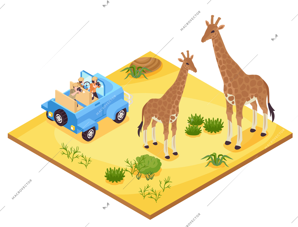 Isometric photo safari concept with giraffes in savanna vector illustration