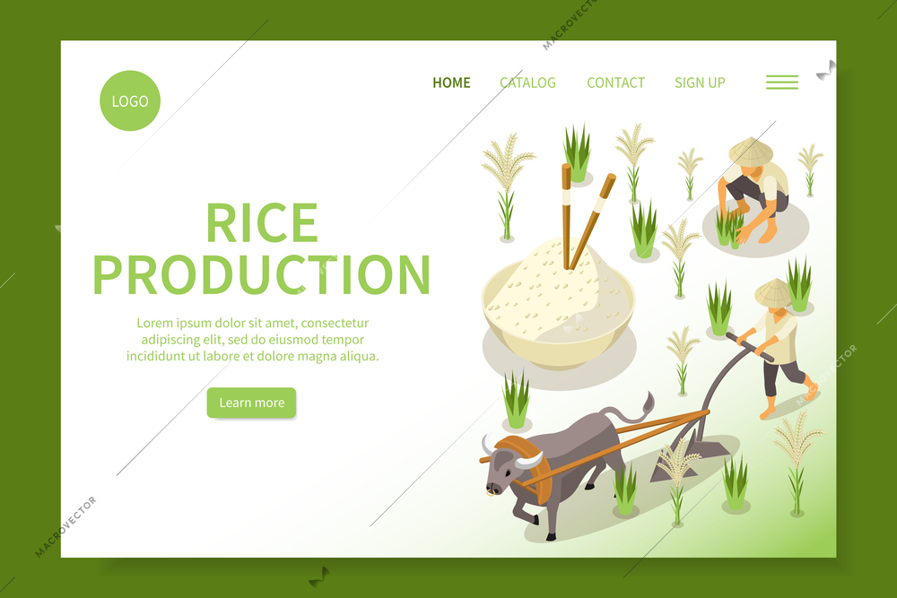Rice production isometric web site landing page with plantation images clickable links buttons and editable text vector illustration