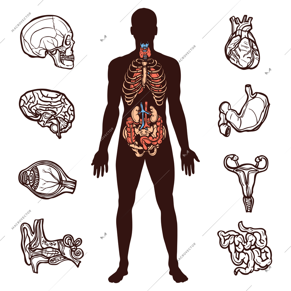 Anatomy set with sketch internal organs and human figure isolated vector illustration