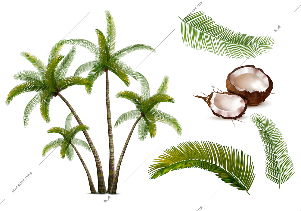 Coconut palm realistic set of isolated icons with cracked nut leaves branches and whole tree images vector illustration