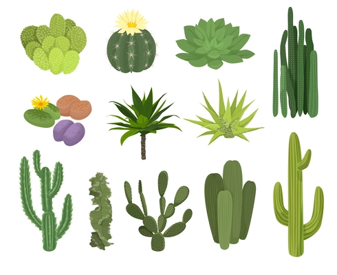 Cactuses flat icon set different types and sizes with flowers and without  vector illustration