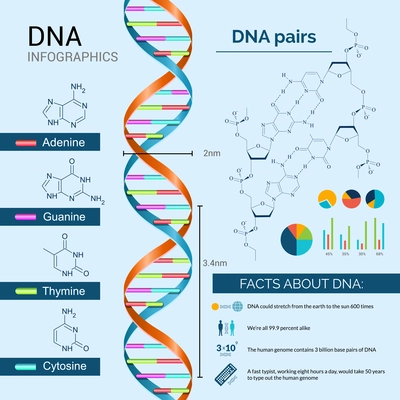 DNA scientific research infographics set with charts and diagrams vector illustration