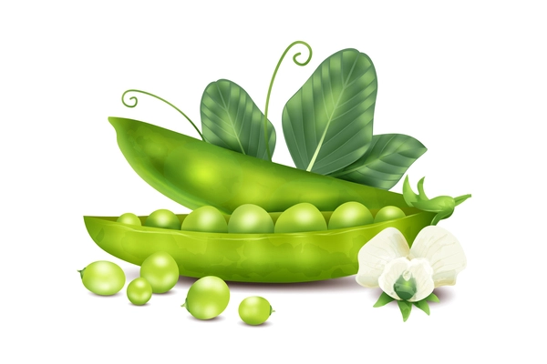 Realistic peas concept with fresh beans and flowers vector illustration