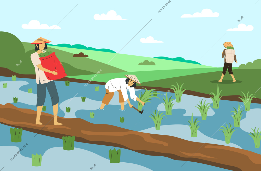 Asian farmers in conical hats working on rice field flat vector illustration