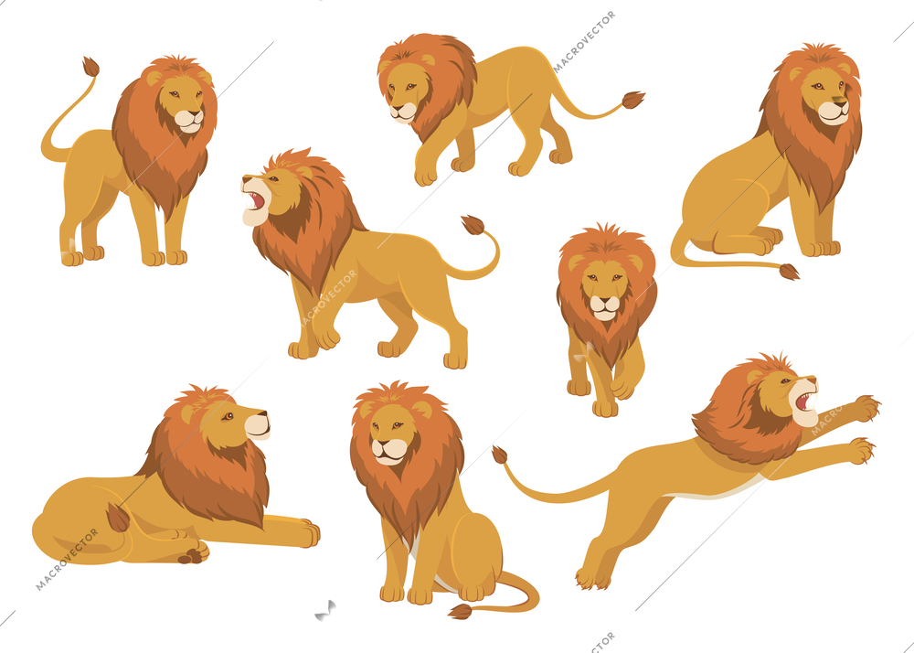 Lion flat cartoon set with isolated images of wild lion in different poses on blank background vector illustration