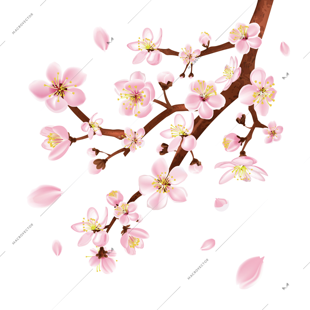 White flowers branch with bloom and blossom symbols realistic vector illustration