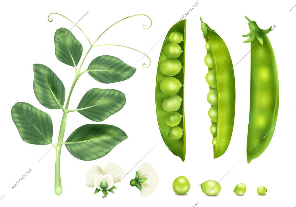 Realistic peas icons set with raw seeds plant sprout and flower isolated vector illustration