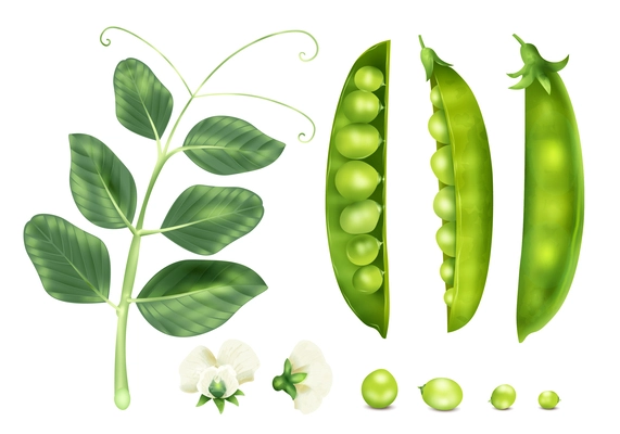 Realistic peas icons set with raw seeds plant sprout and flower isolated vector illustration