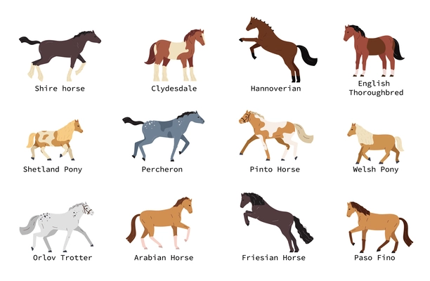 Horse breeds flat set with shetland pony hannoverian welsh arabian percheron isolated on white background vector illustration
