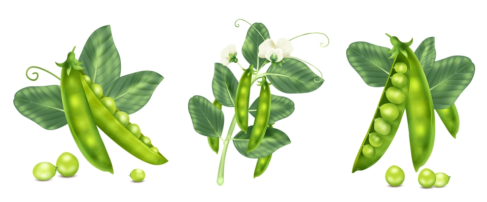 Realistic pea beans concept set with raw food seeds and plant isolated vector illustration