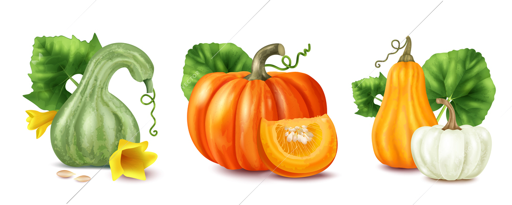 Realistic pumpkin compositions set with different types on riped plants isolated vector illustration