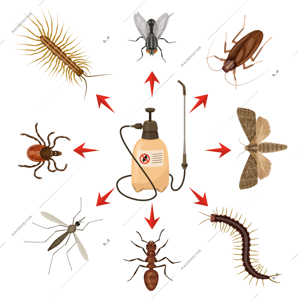 Harmful insects colored cartoon infographic insecticide in the center and insects around vector illustration